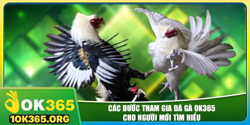 Các bước tham gia đá gà ok365 cho người mới tìm hiểu